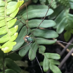 Leiobunum viridorsum