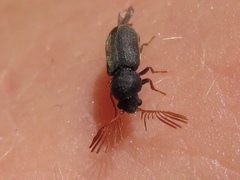 Ptilinus lepidus
