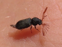Ptilinus lepidus