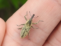 Lixus scrobicollis