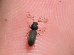 Ptilinus lepidus