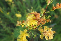 Hypericum galioides