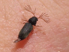Ptilinus lepidus