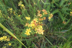 Hypericum galioides