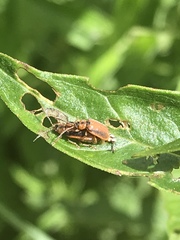 Galerucella calmariensis