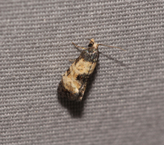 Neocochylis dubitana