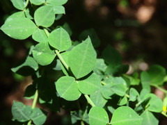 Cytisophyllum sessilifolium
