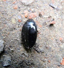 Agabus bipustulatus