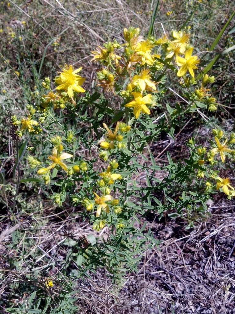 common St. John's-wort from Pierce County, US-WA, US on July 14, 2013 ...