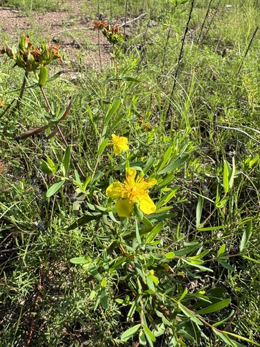 Straggling St. Johnswort (Hypericum dolabriforme)