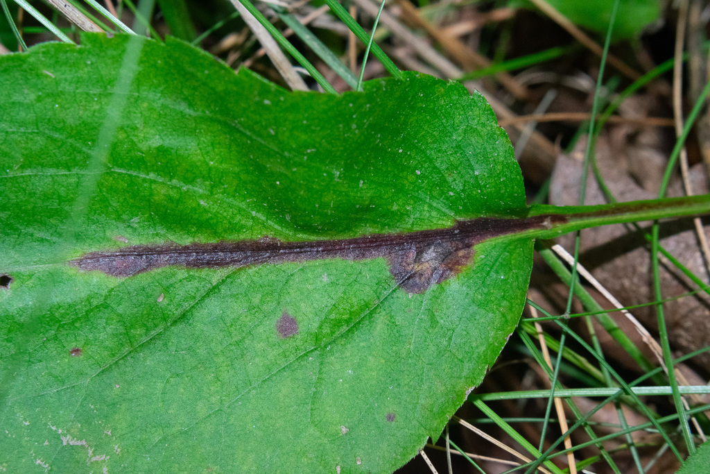 Ophiomyia astericosta