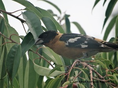 Pheucticus melanocephalus