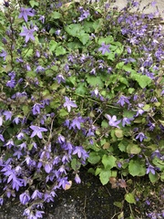 Campanula poscharskyana