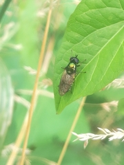 Chloromyia formosa