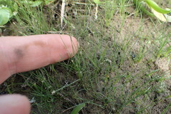 Eleocharis parvula