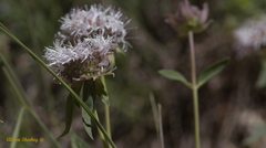 Monardella odoratissima pallida