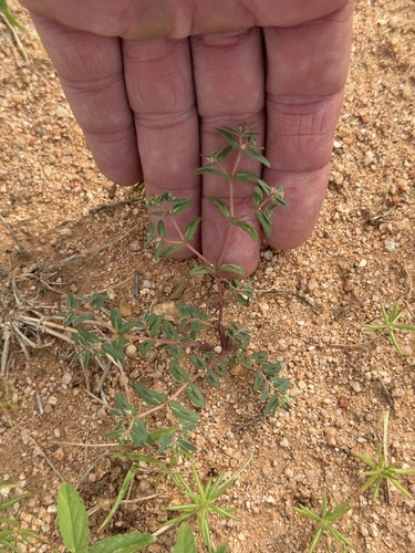 Image of Euphorbia rayturneri by (c) CK2AZ, some rights reserved (CC BY)