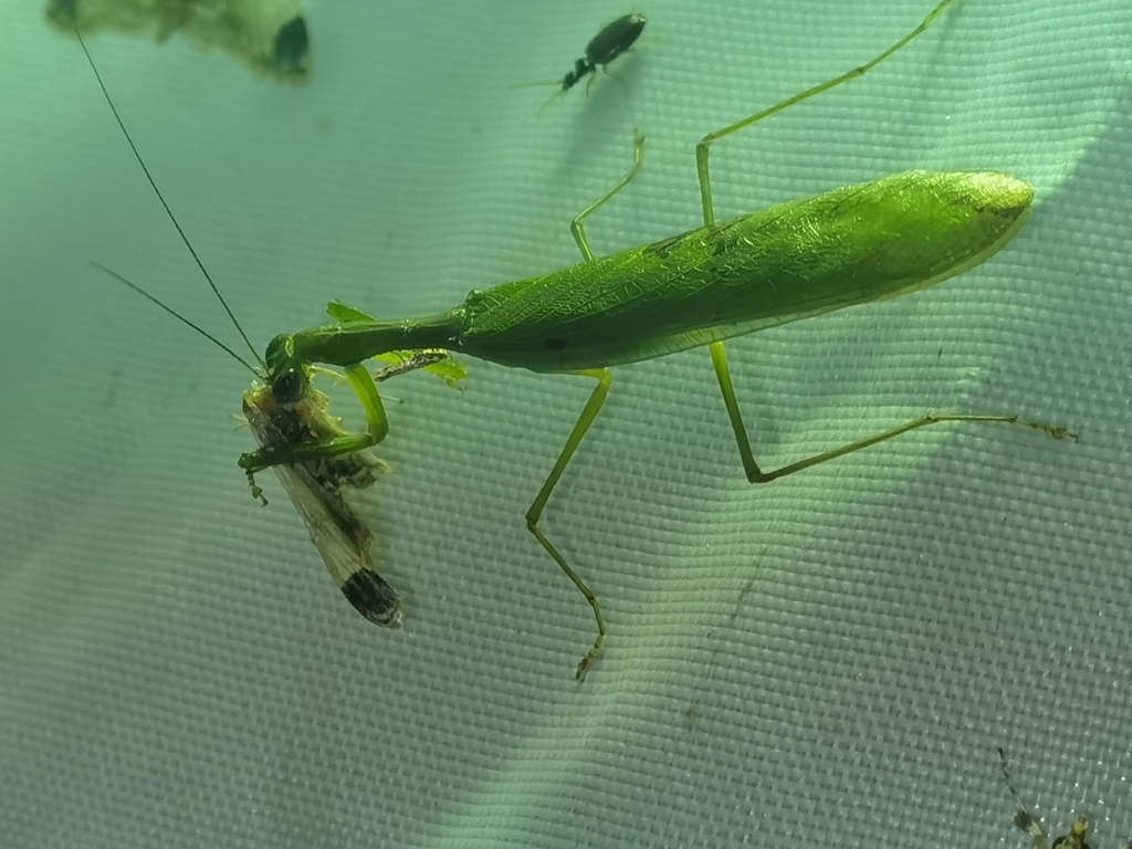 Anaxarcha acuta
