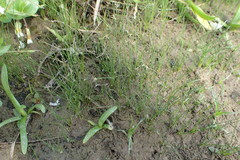 Eleocharis parvula