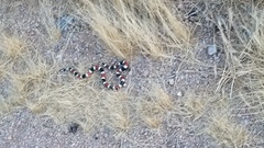 Micruroides euryxanthus