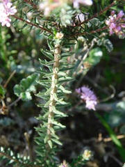 Agathosma serpyllacea