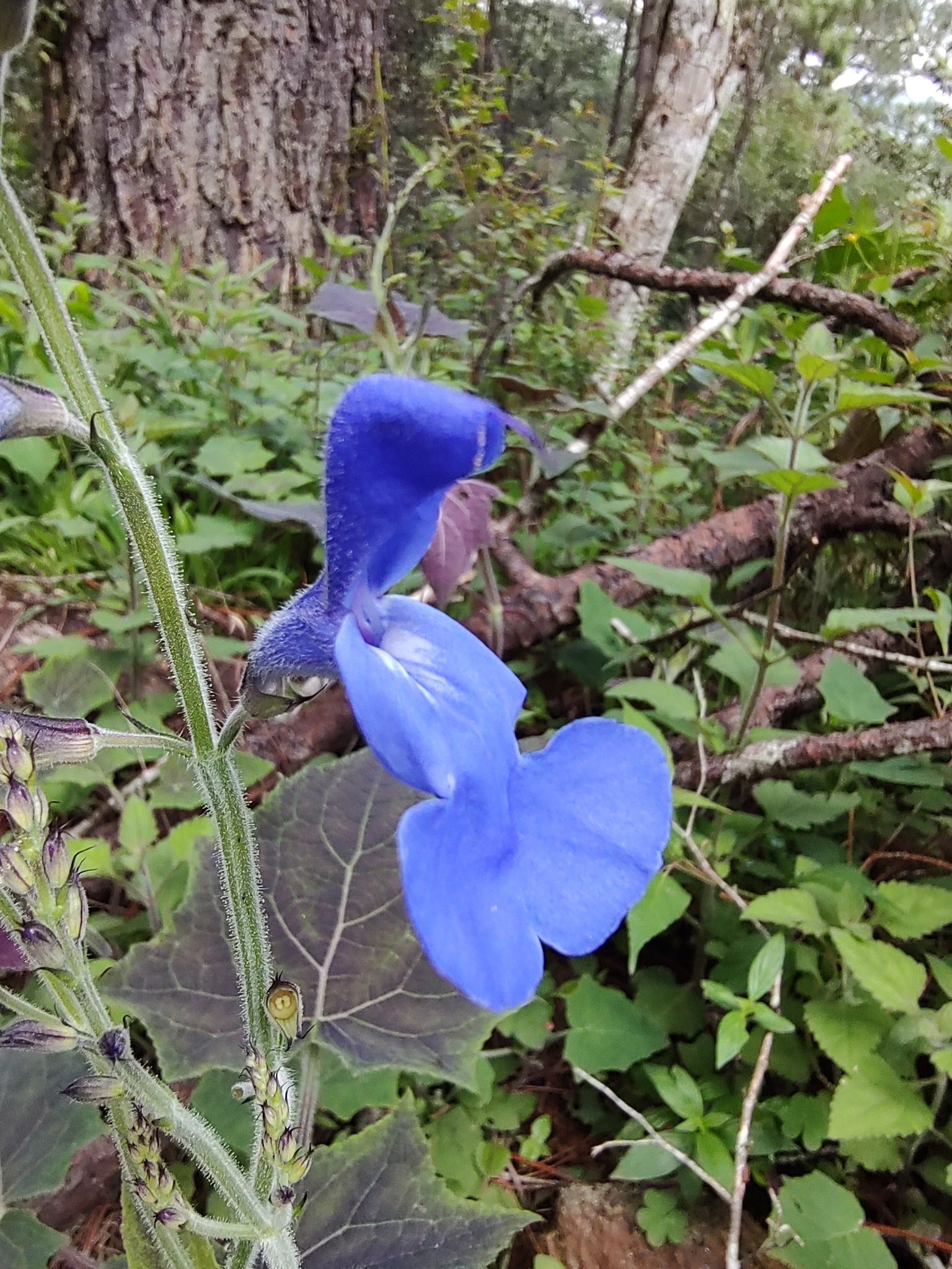 Imagem de Sálvia-azul