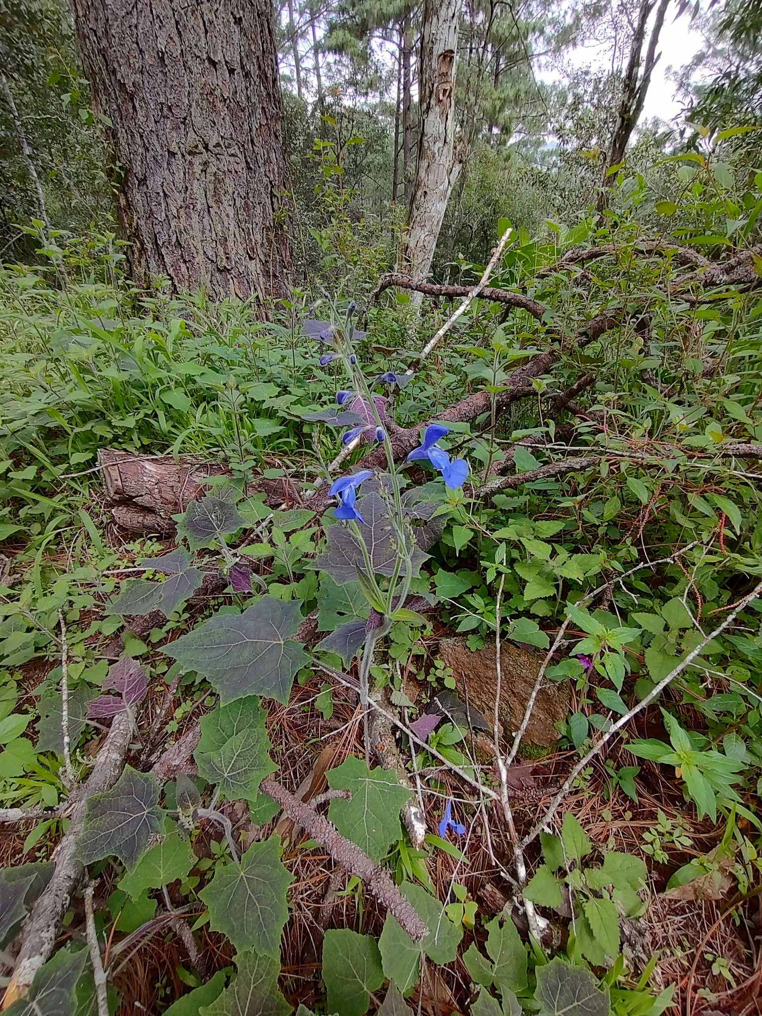 Imagem de Sálvia-azul