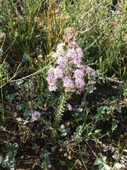Agathosma serpyllacea