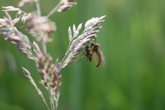 Empis livida