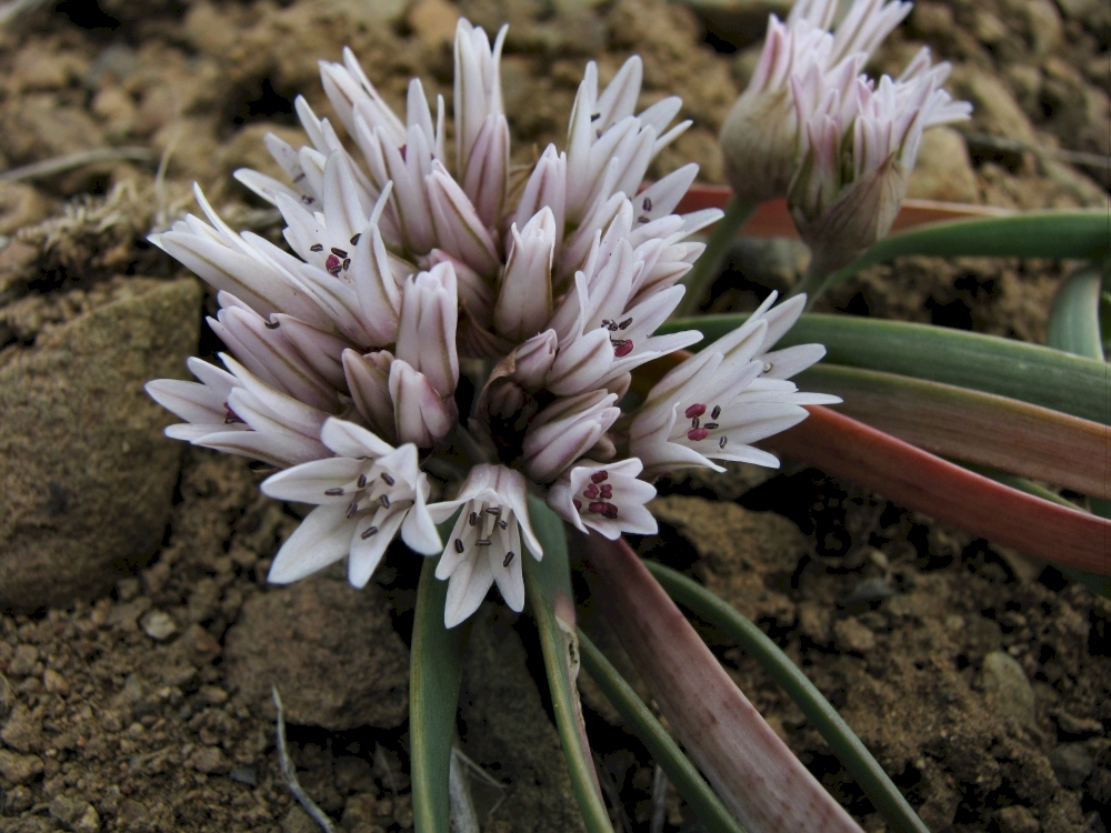 Allium crenulatum
