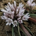 Allium crenulatum - Photo (c) Peter Prehn, algunos derechos reservados (CC BY-NC-ND)