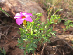Oxalis droseroides