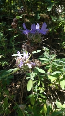 Salvia clevelandii