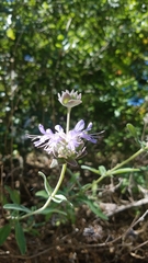 Salvia clevelandii