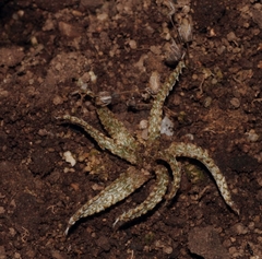 Gethyllis verrucosa
