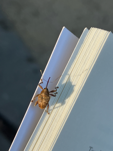 acorn weevil, Amsterdam, photo 6 of 10
