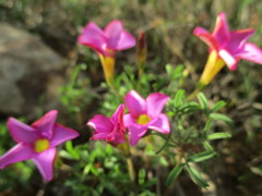 Oxalis droseroides