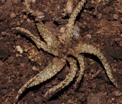 Gethyllis verrucosa