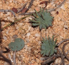 Eriospermum alcicorne