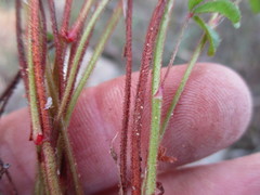 Oxalis droseroides