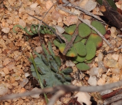 Eriospermum alcicorne