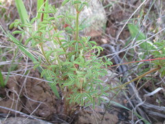 Oxalis droseroides