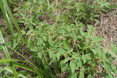 Croton monanthogynus