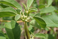 Croton monanthogynus