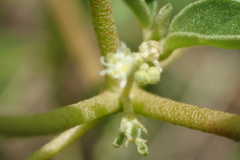 Croton monanthogynus