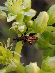 Oedemera basalis
