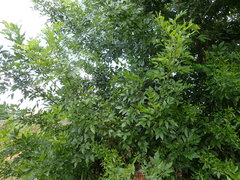 Fraxinus pennsylvanica