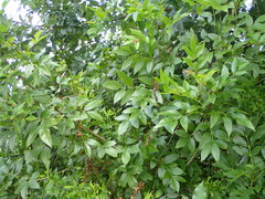 Fraxinus pennsylvanica