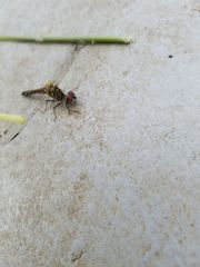 Pachydiplax longipennis