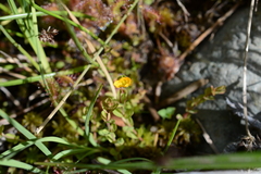 Hypericum anagalloides
